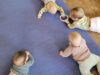 Vier Babies liegen auf dem Bauch auf einer Krabbelmatte. Zwei davon halten gemeinsam einen Rasselring fest